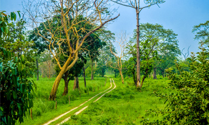 Jaldapara Forest