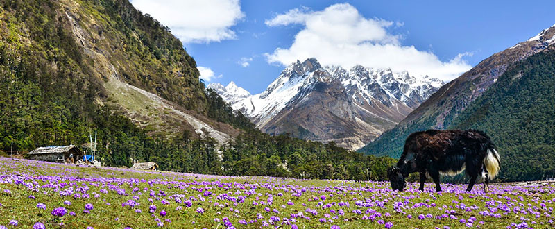 The East Himalayas